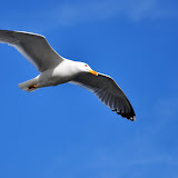 Mamaia