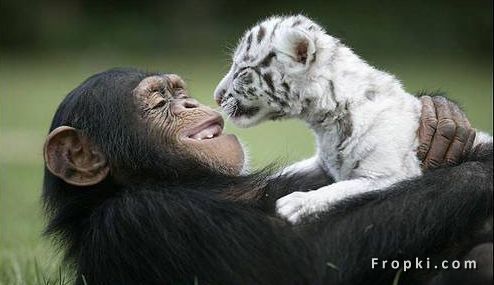 Unusual Friendships: Friendship is one mind in two bodies by Mencius