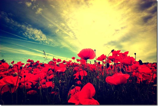 Poppy-Fields-5