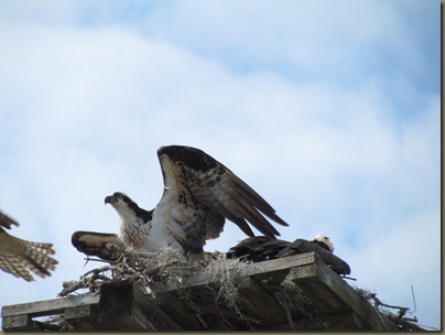 two osprey in nest