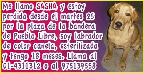 m_sasha perdida.jpg
