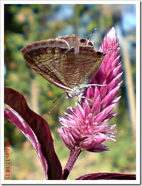 The Peablue, Pea Blue, or Long-tailed Blue (Lampides boeticus) 4
