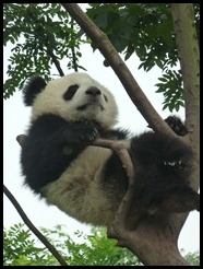 China, Chengdu, Panda, July 2012 (26)