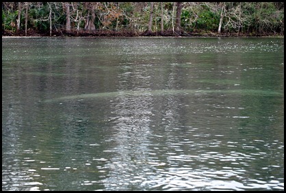 09b - Manatee 09b - Manatee