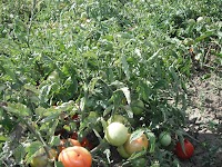 DSCF1652.JPG