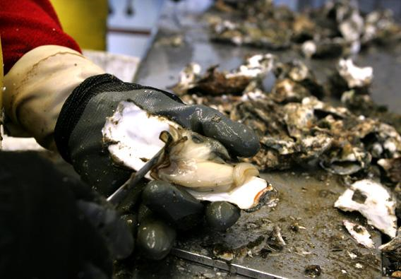 A worker shucks a fresh oyster at the Drakes Bay Oyster Co. in June 2007 in Point Reyes Station, California. Photo: Justin Sullivan / Getty Images