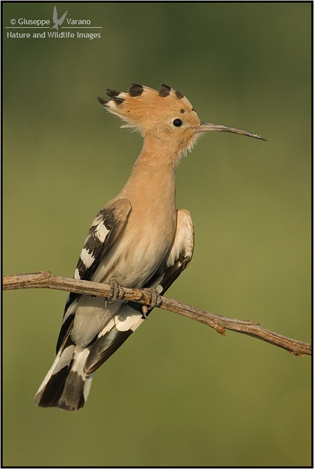Upupa---(Eurasian)-Hoopoe---Upupa-epops-0307111DIII2485