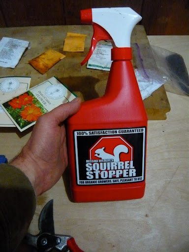 The last line of defense, Squirrel Stopper! I'd tried to use dish soap and cayenne to keep squirrels from digging up bulbs to no avail. This stuff, however, has worked very well for me in the past. I'll let you know if it still does.