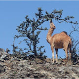 camel foto album Oman