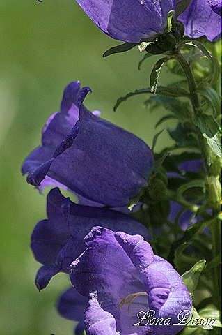 [M_Bellflowers2%255B8%255D.jpg]