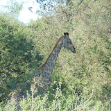 Safari Game Drive and River Cruise