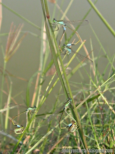 Damselfly mating - Ischnura senegalensis_5