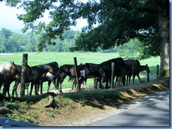 0098 Great Smoky Mountain National Park  - Tennessee - Cades Cove Scenic Loop