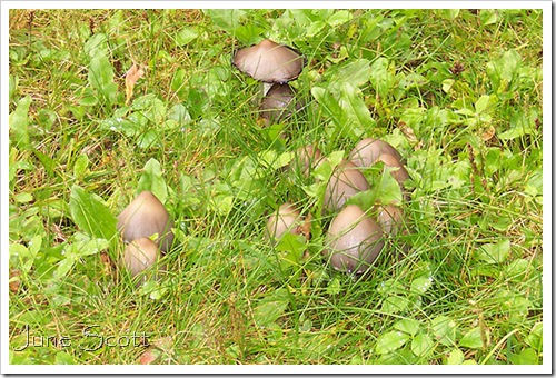 Brown_Mushrooms