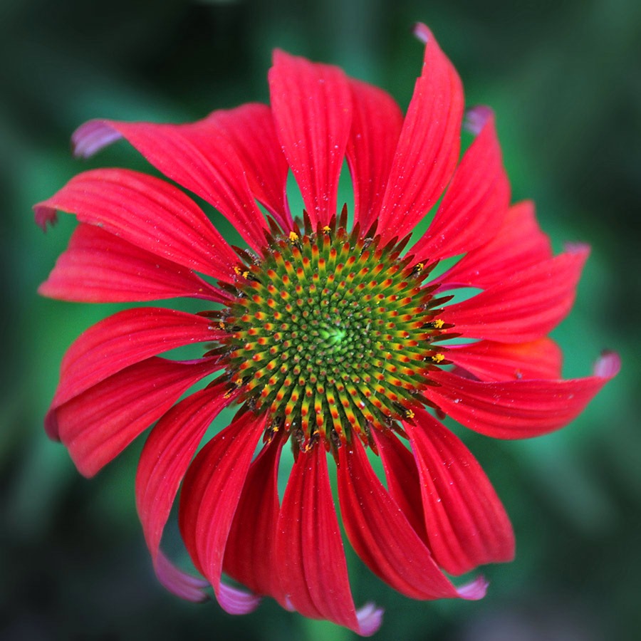 [110702_echinacea_Tomato_Soup%255B4%255D.jpg]