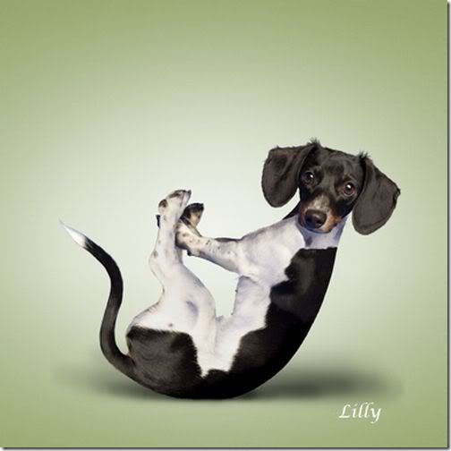 Yoga-dogs-8