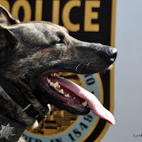 SacPD respond to the area of St Marie Cir and Brookfield Dr late Friday morning for a report of homes being burglarized in the area. Officers quickly detained one young burglar while another was hopping fences in back yards to get away from officers. K9 unit was deployed and located the second young suspect under a trailer in the front driveway of home at the corner of St Marie and Brookfield. The suspect suffered a minor dog bite and was treated on scene by Sac City Fire. News_120210_Burglary_SouthSac_#121274
