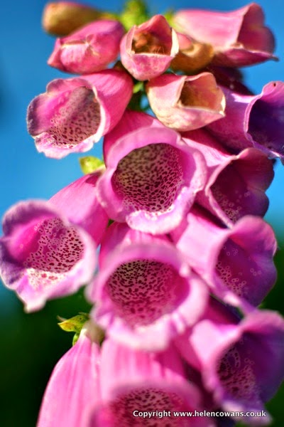 Foxgloves