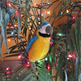 Cuervo chilln in the tree