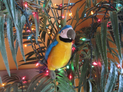 Cuervo chill'n in the tree