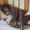 Orangutan Island 056.JPG