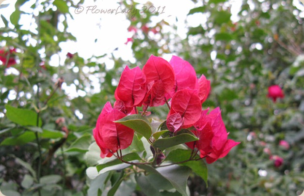 12-09-bougainvillea