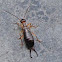 Common Earwig (Male)