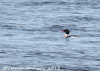 [38-Merganser%255B2%255D.jpg]