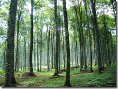 foreste2