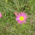Pyrethrum%252520%252528tanacetum%252529%252520coccineum%25252c%252520lernapar%25252c%2525202012.07.04%252520%25252801%252529