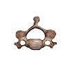 vertebrae_C3_female.jpg