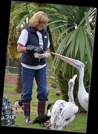 Pam White feeding Flamingos (resized) DSC_0155