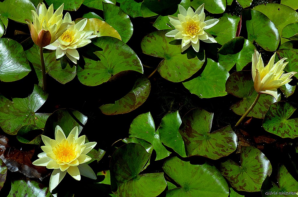 [Gl%25C3%25B3ria%2520Ishizaka%2520-%2520Flor%2520amarela%252024%255B8%255D.jpg]