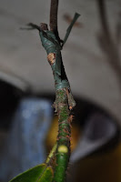 DSC_6117.JPG
