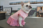 Do you have any idea why this dress is called the Fox Ruffle Tee?  Yes, it has ruffled sleeves and a cute red and white plaid skirt.