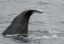  &ndash; Huge sperm whale diving
