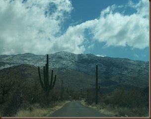 Saguaro04