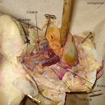 dissect27_labeled.jpg