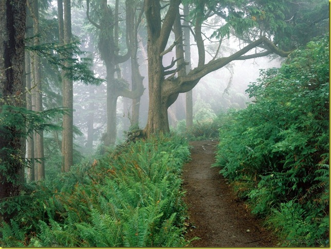 path_in_the_woods-1152x864 path_in_the_woods-1152x864