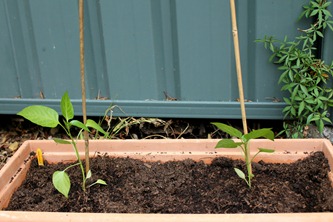 capsicum seedlings