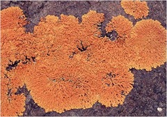 crustose lichen crustose lichen