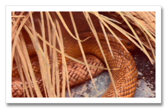 Fierce Snake Inland Snake
