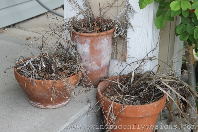 Planting Annuals (1)