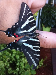 Zebra Swallowtail photo sent in for ID by Sam Moon