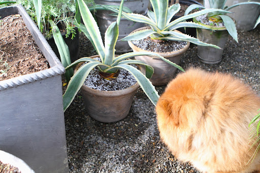 These agave transplants are certainly getting big.