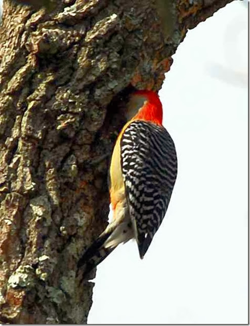 Woodpecker 6