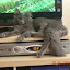 This is Reneseme at 6 months old, lounging in front of the TV.