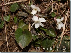 Viola alba scotophyla_00
