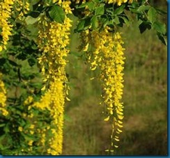 golden raintree blossoms