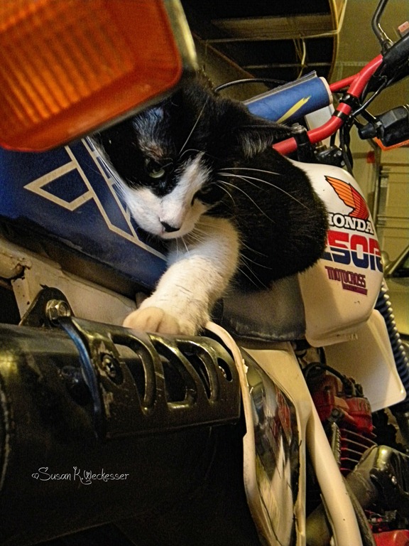 [Biker%2520Cat%255B6%255D.jpg]